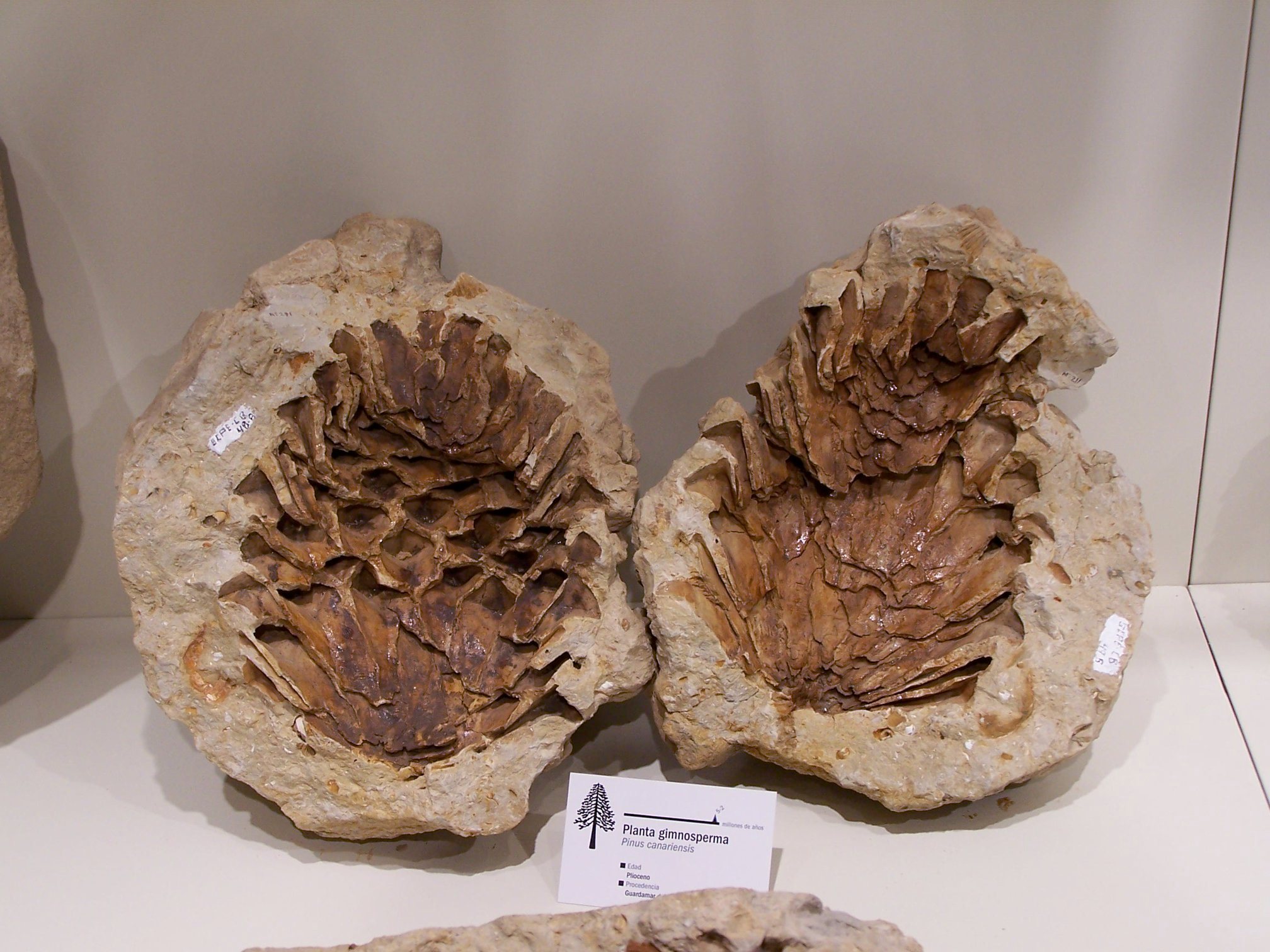 PLC007fosil de pina Museo paleontologico de Elche