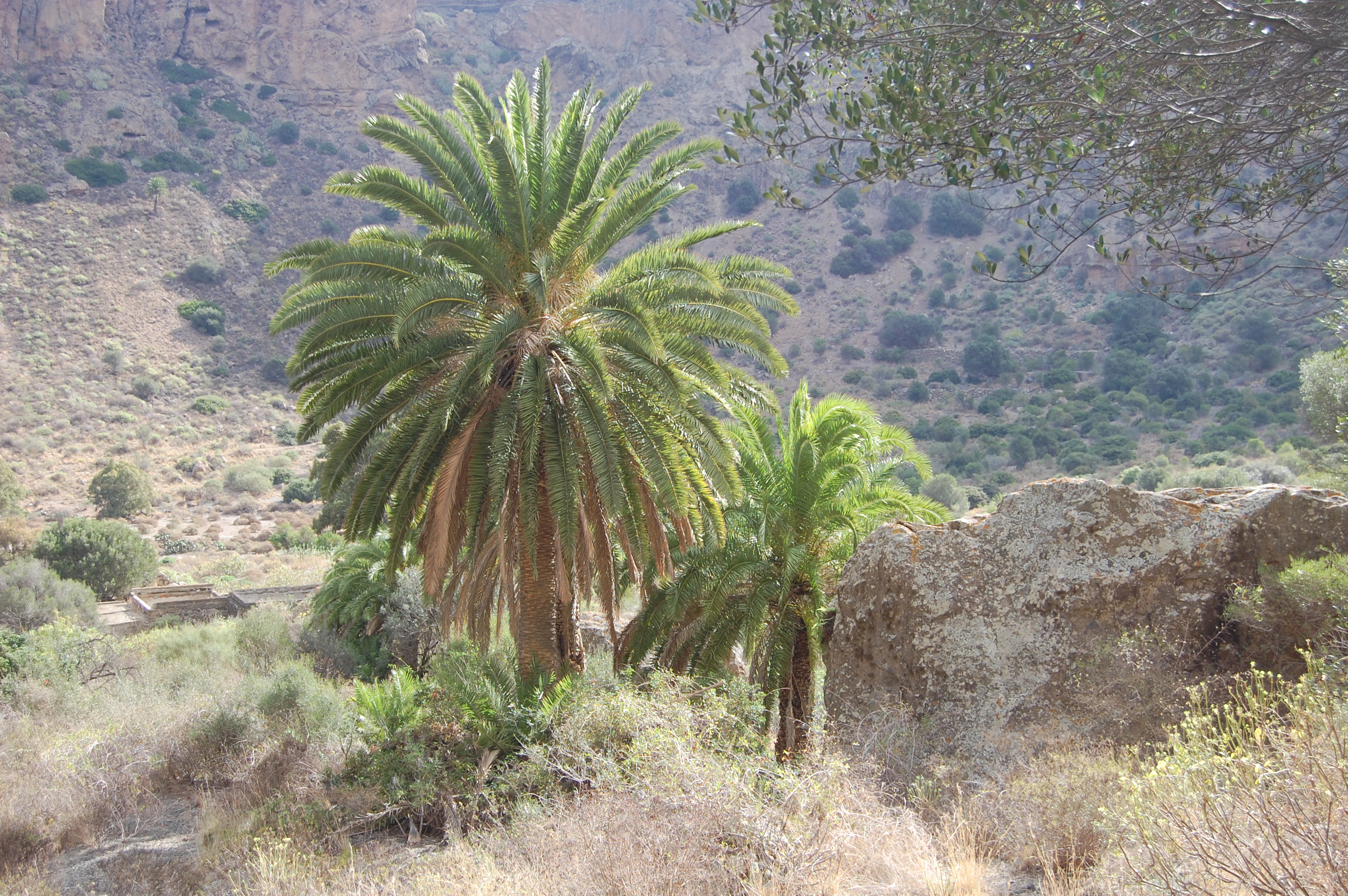 PLC022Palmera canaria en Bandama (Gran Canaria)